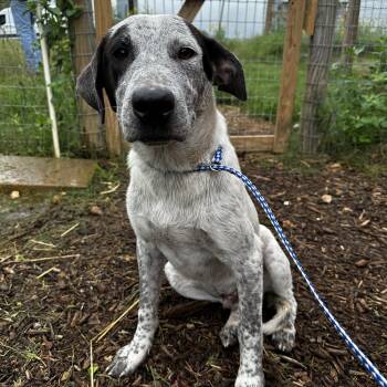 Jake and Dannielle -  Cattle Dog Dog for Adoption in Seguin, Texas - Jake And Dannielle | PetCurious