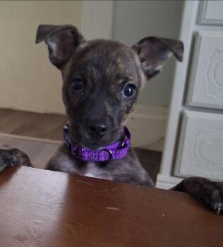 Jolene* -  Mountain Cur Dog for Adoption in Brooklyn Center, Minnesota - Jolene* | PetCurious