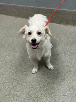 QUICKY -  Dachshund and Mixed Breed Dog for Adoption in Las Vegas, Nevada - QUICKY | PetCurious