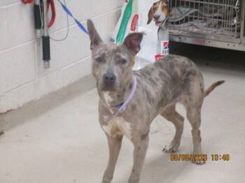 (872) -  Pit Bull Terrier and Catahoula Leopard Dog Dog for Adoption in Marietta, Georgia - (872) | PetCurious