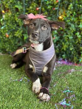 Gretel-One of our Amazing Rescue Dogs -  Black Labrador Retriever and Terrier Dog for Adoption in Carlsbad, California - Gretel-One Of Our Amazing Rescue Dogs | PetCurious