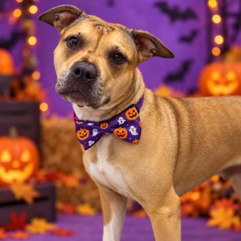 Siesta -  Mixed Breed Dog for Adoption in Binghamton, New York - Siesta | PetCurious