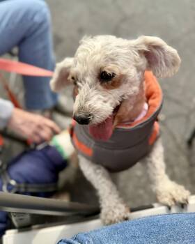 Miniature Poodle Dogs Available for Adoption in Sonora, California - Cookie | PetCurious