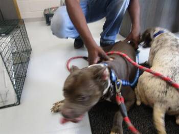 A386707 -  Pit Bull Terrier Dog for Adoption in Ocala, Florida - A386707 | PetCurious