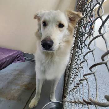 Golden Retriever and Husky Dogs Available for Adoption in Middleburg, Florida - Sable 28446 | PetCurious