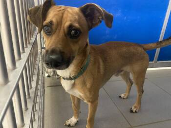 Stray Dog -  Chihuahua and Terrier Dog for Adoption in Hays, Kansas - Stray Dog | PetCurious