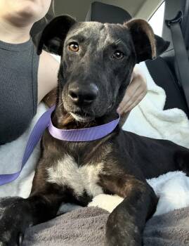 Lainey (Super sweet lab girl found by soldiers in TX, needs fore -  Black Labrador Retriever Dog for Adoption in Conway, South Carolina - Lainey (Super Sweet Lab Girl Found By Soldiers In TX, Needs Fore | PetCurious