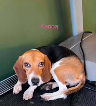 Kanoa Freegle -  Beagle Dog for Adoption in Waunakee, Wisconsin - Kanoa Freegle | PetCurious