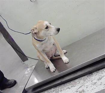 JESSE -  Staffordshire Bull Terrier and Mixed Breed Dog for Adoption in Houston, Texas - JESSE | PetCurious