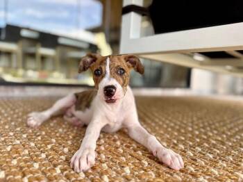 Clyde Crew June -  Boxer and Pit Bull Terrier Dog for Adoption in Friendswood, Texas - Clyde Crew June | PetCurious
