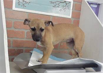 A2092890 -  Staffordshire Bull Terrier and Chihuahua Dog for Adoption in Houston, Texas - A2092890 | PetCurious