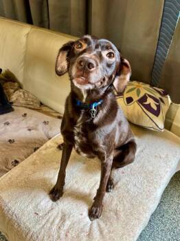 Coco -  Weimaraner and Mixed Breed Dog for Adoption in Urbandale, Iowa - Coco | PetCurious
