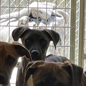 Boxer and Mixed Breed Dogs Available for Adoption in Kyle, Texas - BUCK | PetCurious