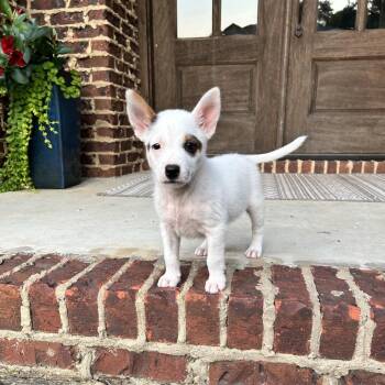 Bear -  Australian Shepherd and Mixed Breed Dog for Adoption in Helena, Alabama - Bear | PetCurious