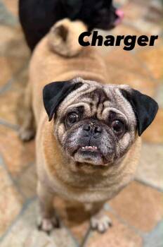 Charger -  Pug Dog for Adoption in Severance, Colorado - Charger | PetCurious