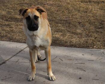 Belgian Shepherd Malinois and Anatolian Shepherd Dogs Available for Adoption - Milo  | PetCurious
