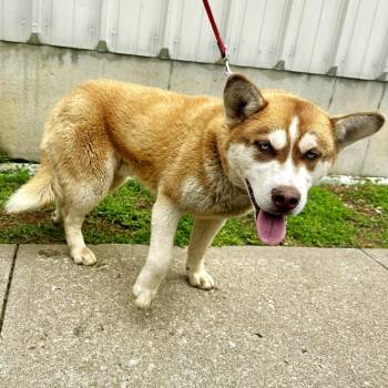 Husky Dogs Available for Adoption in Warrensburg, Missouri - Teddy Roosevelt | PetCurious