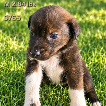 Bobby -  Border Collie Dog for Adoption in Klamath Falls, Oregon - Bobby | PetCurious