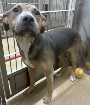 Rescue Terrier and Mixed Breed Dogs for Adoption in Fort Worth, Texas - Cosmo | PetCurious