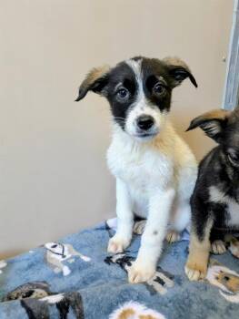 Border Collie and Mixed Breed Dogs Available for Adoption - SINCLAIR | PetCurious