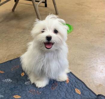 Winston -  Maltese and Japanese Chin Dog for Adoption in Tucumcari, New Mexico - Winston | PetCurious