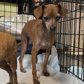 Penny -  Chihuahua Dog for Adoption - Penny | PetCurious