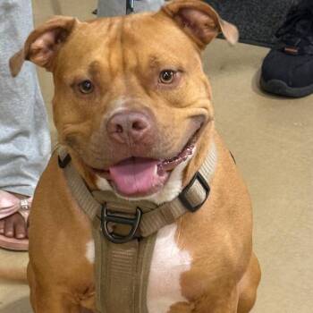 Scooby -  Mixed Breed and Pit Bull Terrier Dog for Adoption in Winston-salem, North Carolina - Scooby | PetCurious