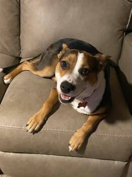 Shepherd Dogs Available for Adoption - 26Mickee | PetCurious