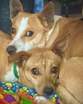 Chihuahua Dogs Available for Adoption in Tacoma, Washington - Mr A. | PetCurious