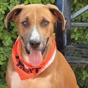 Rescue Black Mouth Cur and Rhodesian Ridgeback Dogs for Adoption in Longview, Texas - Boomer | PetCurious