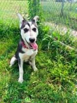 Bunny -  Siberian Husky Dog for Adoption in Whitby, Ontario - Bunny | PetCurious