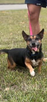 Granny Smith in NH. Come Meet our Adoptable Dogs Wednesday-Satur -  Dachshund Dog for Adoption in Manchester, New Hampshire - Granny Smith In NH. Come Meet Our Adoptable Dogs Wednesday-Satur | PetCurious