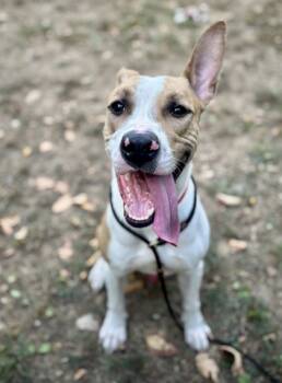 Rescue Mixed Breed Dogs for Adoption in West Chester, Pennsylvania - Craft | PetCurious