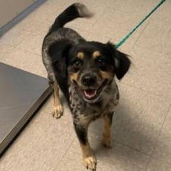 Pepper 26-09-150 -  Australian Cattle Dog Blue Heeler and Mixed Breed Dog for Adoption in Bastrop, Texas - Pepper 26-09-150 | PetCurious