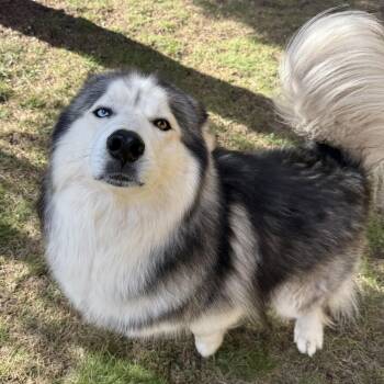 Jasper -  Alaskan Malamute Dog for Adoption in Bellaire, Michigan - Jasper | PetCurious