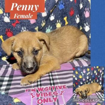 Labrador Retriever Dogs Available for Adoption - Penny | PetCurious