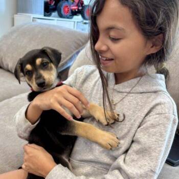 Doberman Pinscher Dogs Available for Adoption - CHARCUTERIE LITTER (PRETZEL