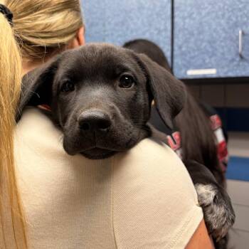 Molly -  Mixed Breed Dog for Adoption in Spokane, Washington - Molly | PetCurious