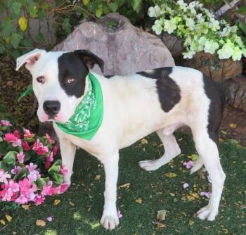 BEN -  Pit Bull Terrier and Mixed Breed Dog for Adoption in Oklahoma City, Oklahoma - BEN | PetCurious