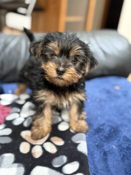 Misty -  Yorkshire Terrier Dog for Sale in Pacific, Washington - Misty | PetCurious