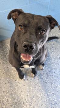 Oynx -  Pit Bull Terrier Dog for Adoption in Benson, Arizona - Oynx | PetCurious
