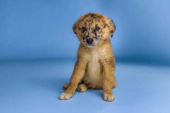 Woody -  Catahoula Leopard Dog Dog for Adoption in Wolcott, Connecticut - Woody | PetCurious