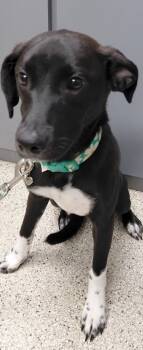Tulip -  Terrier and Mixed Breed Dog for Adoption in Conway, Arkansas - Tulip | PetCurious
