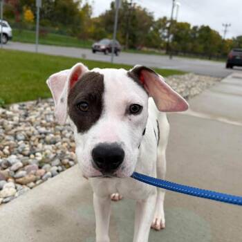 Sweet Caroline -  Mixed Breed Dog for Adoption in Dearborn, Michigan - Sweet Caroline | PetCurious