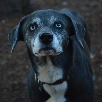 Yuki -  Black Labrador Retriever and Catahoula Leopard Dog Dog for Adoption in Mountain Center, California - Yuki | PetCurious