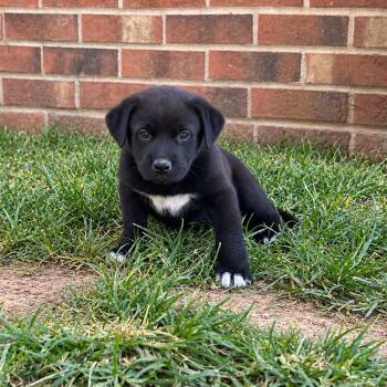 Parton Guitar -  Shepherd and Black Labrador Retriever Dog for Adoption in Andover, Massachusetts - Parton Guitar | PetCurious