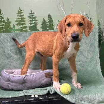 Top Hat -  Doberman Pinscher Dog for Adoption in Logan, Utah - Top Hat | PetCurious