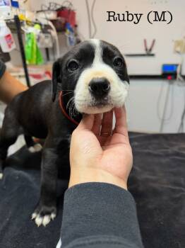 Rescue Pit Bull Terrier Dogs for Adoption in Los Angeles, California - Ruby | PetCurious