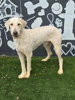 Sutton -  Goldendoodle and Labradoodle Dog for Adoption in New York, New York - Sutton | PetCurious