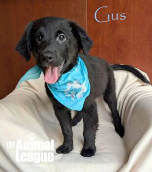Gus -  Labrador Retriever and Shepherd Dog for Adoption in Groveland, Florida - Gus | PetCurious
